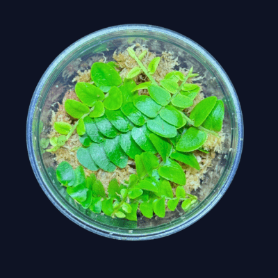 Marcgravia sp. Mini - pnącze do terrarium
