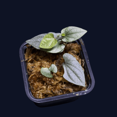 Piper sp. Indonesia - roślina do tropikalnego terrarium