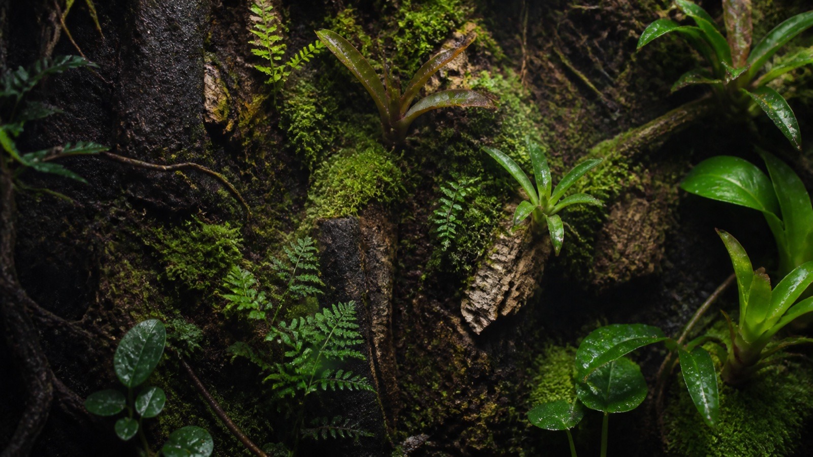 Scianka w terrarium tropikalnym porosnieta mchem, z kawalkami korka, paprociami i bromeliami
