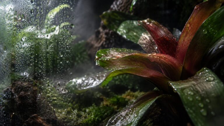 Woda do zraszania terrarium: krople i mgła na liściach bromelii