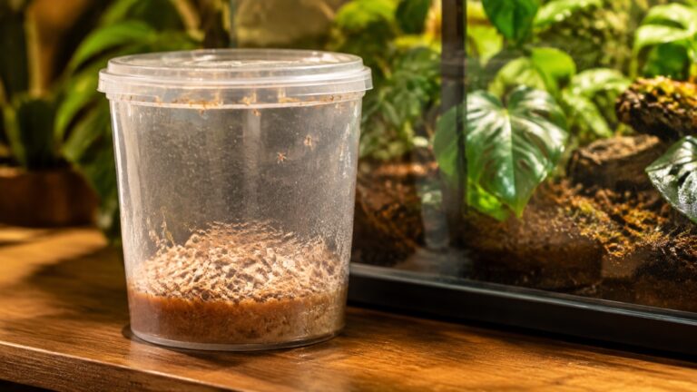 Hodowla muszki owocowej w kubku hodowlanym obok terrarium tropikalnego