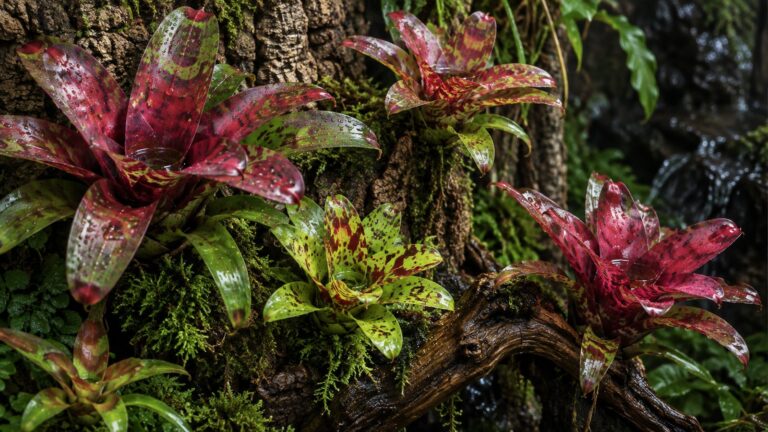 Zestaw neoregelii do terrarium: kolorowe bromelie na korku i korzeniu