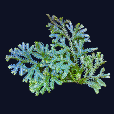 Selaginella Uncinata